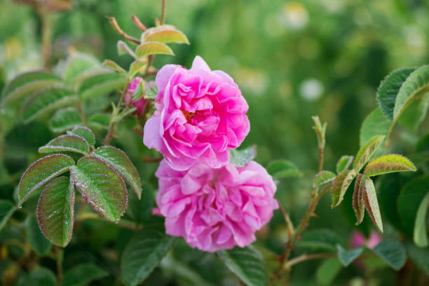 تصویر 2 از گل محمدی معجزه طبیعت برای ساخت کرم‌ های مرطوب‌کننده خانگی